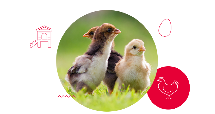 startseite vollbild huehnerhaltung 900x478